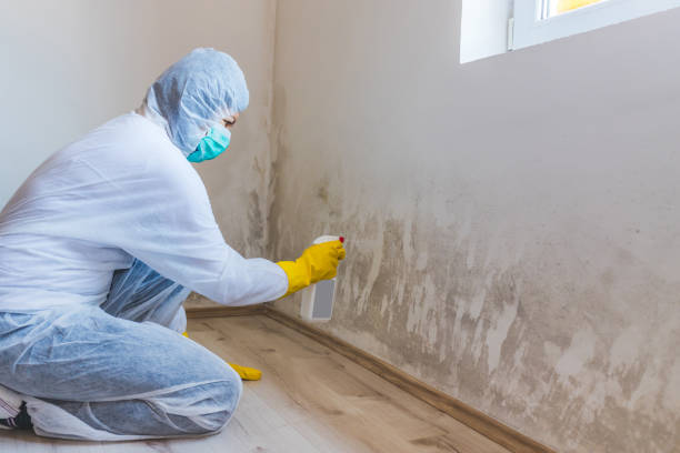 Hvac And Air Duct Mold Remediation inspection of HVAC system in Mountlake Terrace