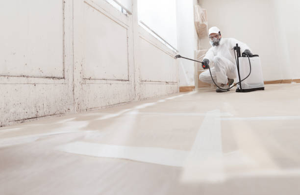 Black mold remediation team in Mountlake Terrace